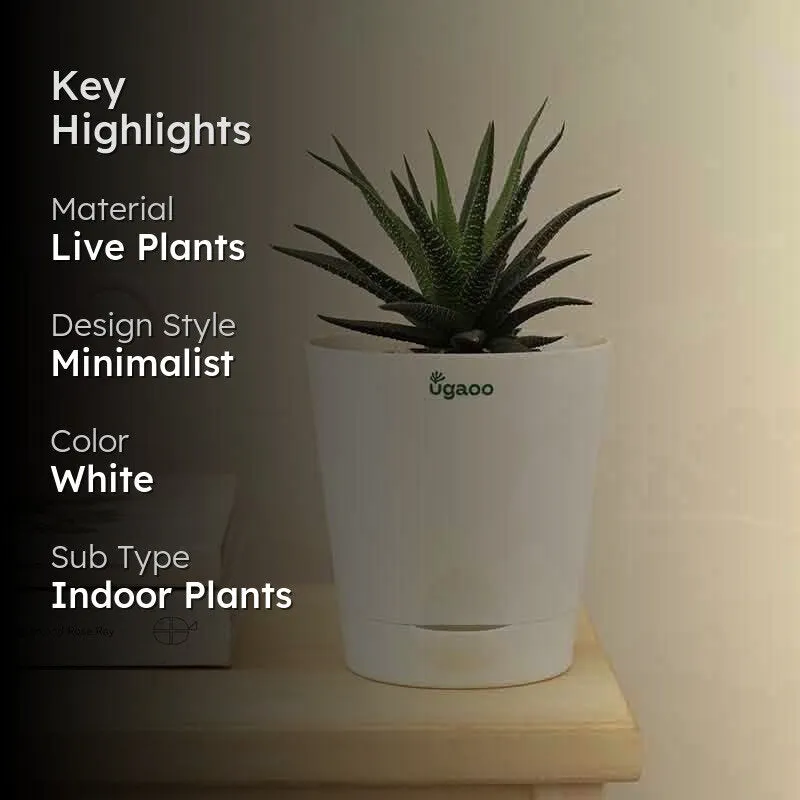 Ugaoo Zebra Haworthia Plant media 2