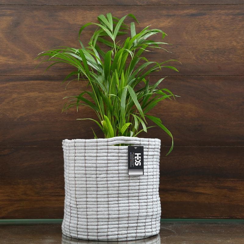 Coastal Escape Cotton Planter media 6