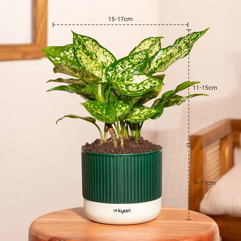 Kyari Agalonema Snow White Plant with Self Watering Pot - Green media 7