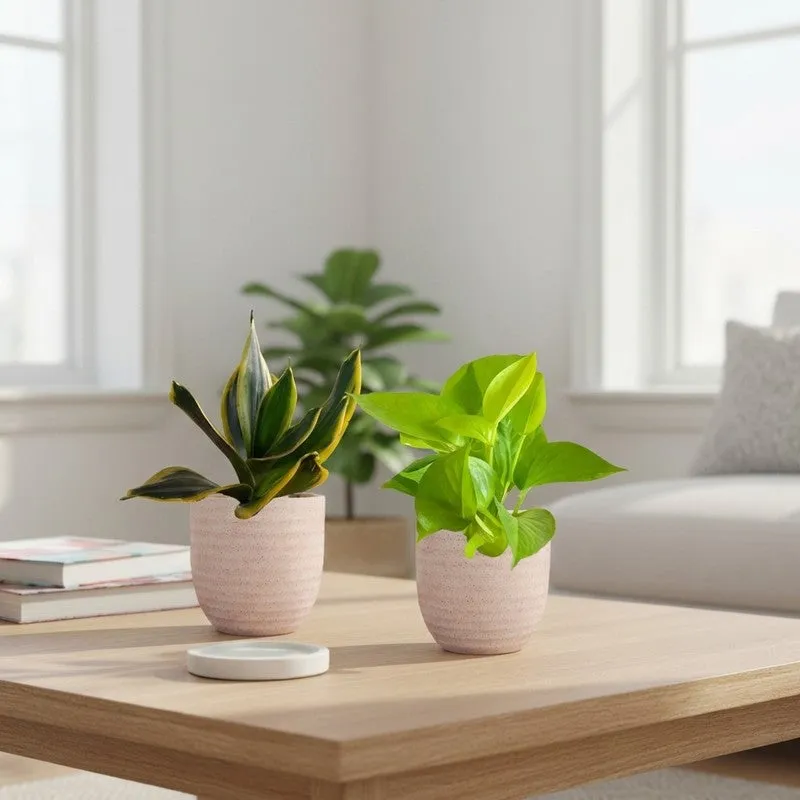 Greenkin Money Plant Golden & Golden Snake Live Plants (Ivory) - Set Of Two media 1