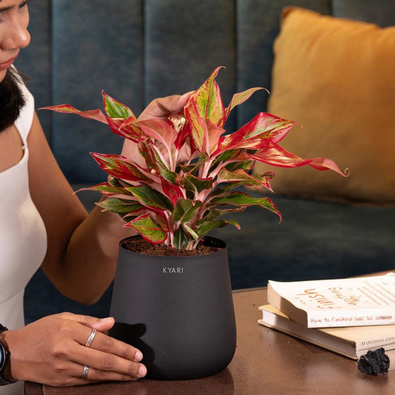 Kyari Aglaonema Lipstick Plant With Metal Self Watering Pot - Black media 4