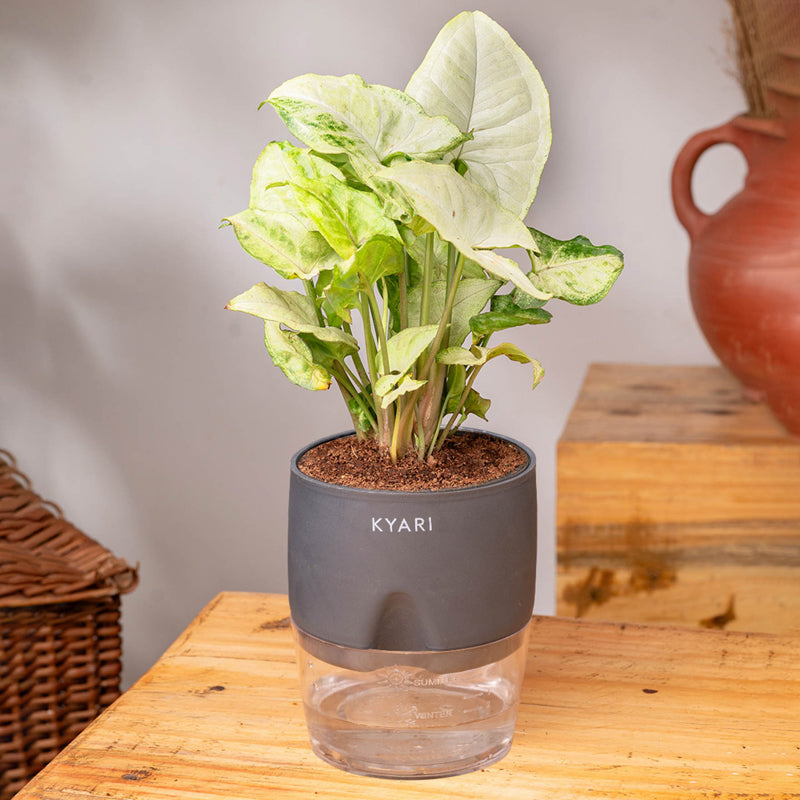 Kyari Syngonium Pixie Plant With Self Watering Pot (Grey) - 18 cm media 3