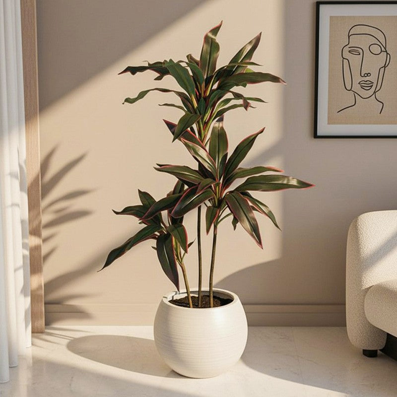 Edora Artificial Dracaena With Black Plastic Pot - 4 Feet