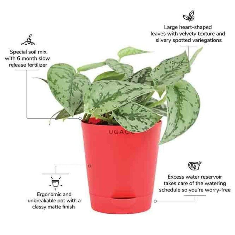 Ugaoo Satin Silver Splash Plant media 6