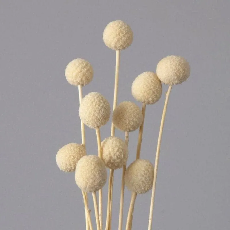 Naturally Dried White Billy Ball Flower Bunch - Set Of Ten media 4