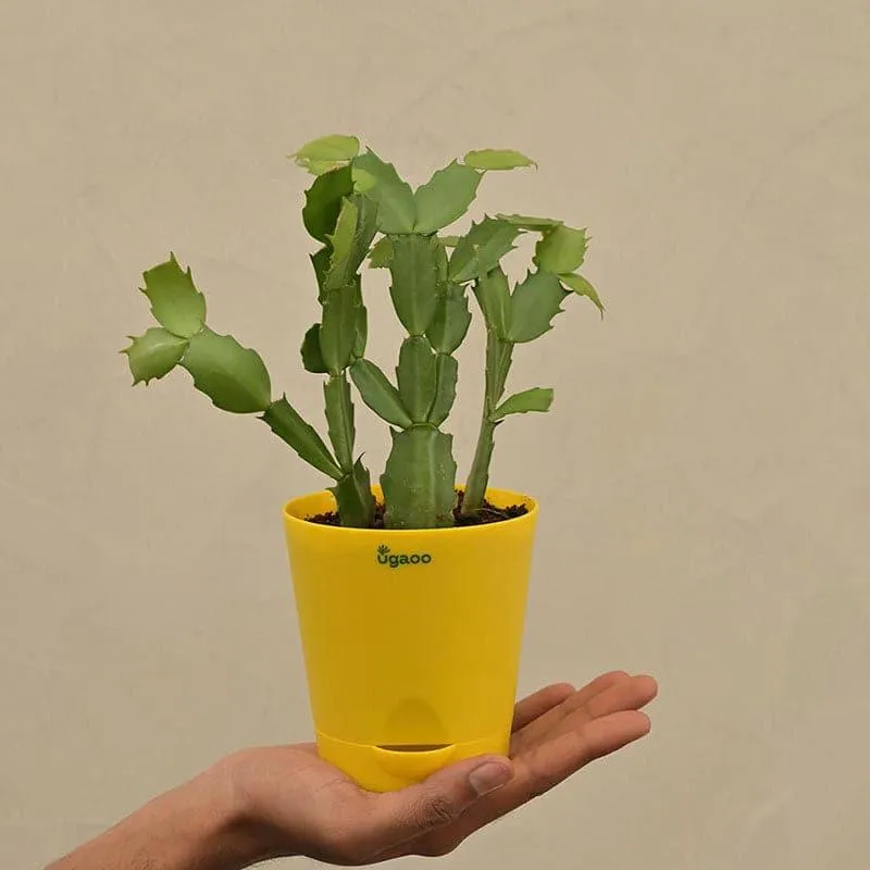 Ugaoo Christmas Cactus With Self Watering Pot media 4