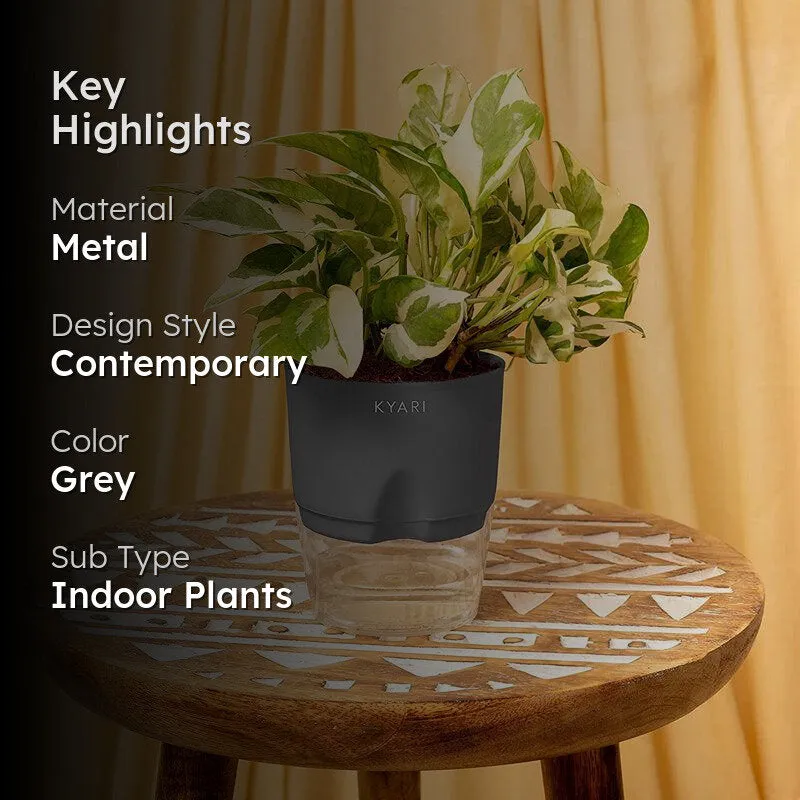 Kyari Money Plant With Self Watering Pot - Grey media 2