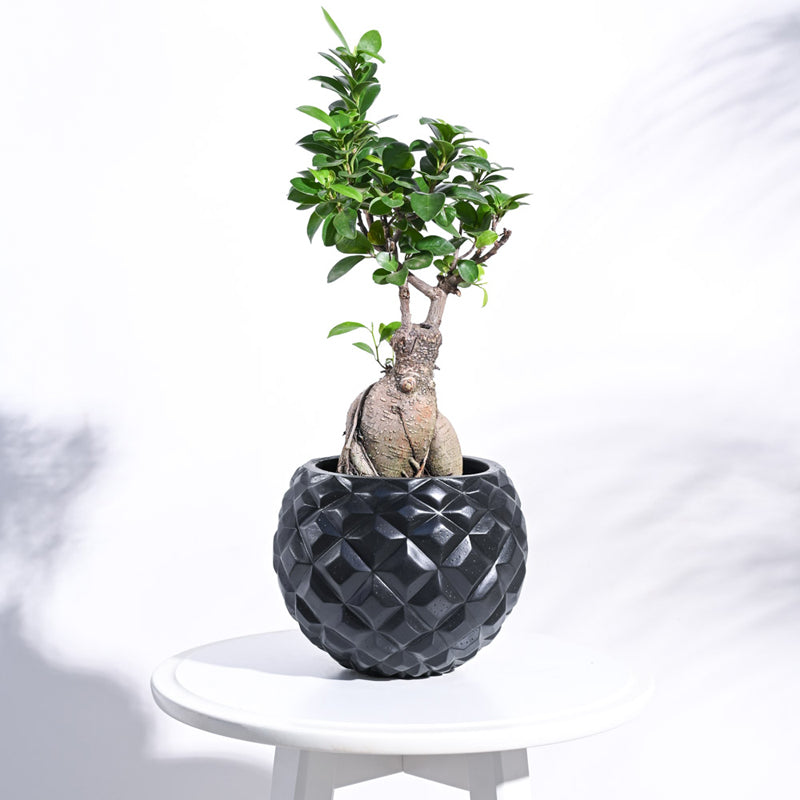 UGAOO Planter Heraldry Vase Ball - Black media 3