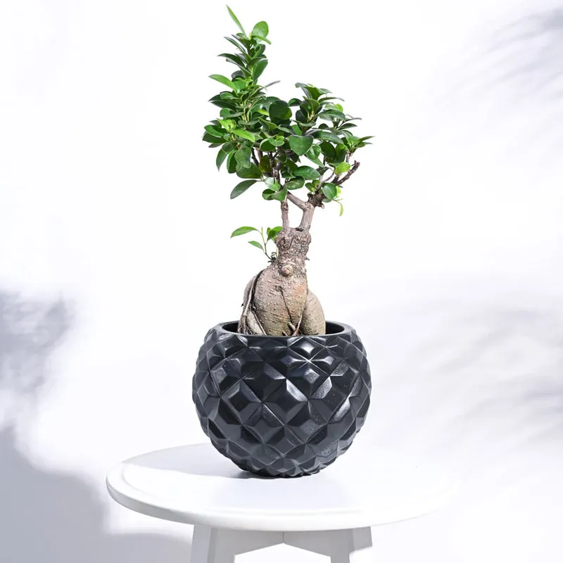 Black textured round planter holding a bonsai-style plant on a white stool