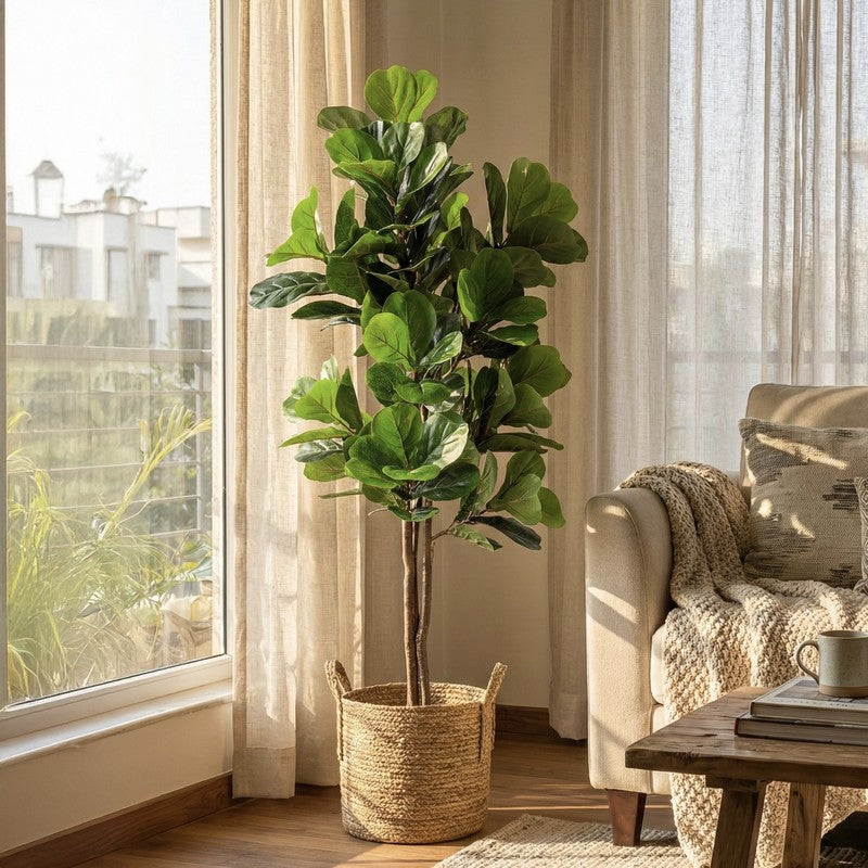 Verdelle Fiddle Fig Plant With Black Plastic Pot - 4.9 ft media 4