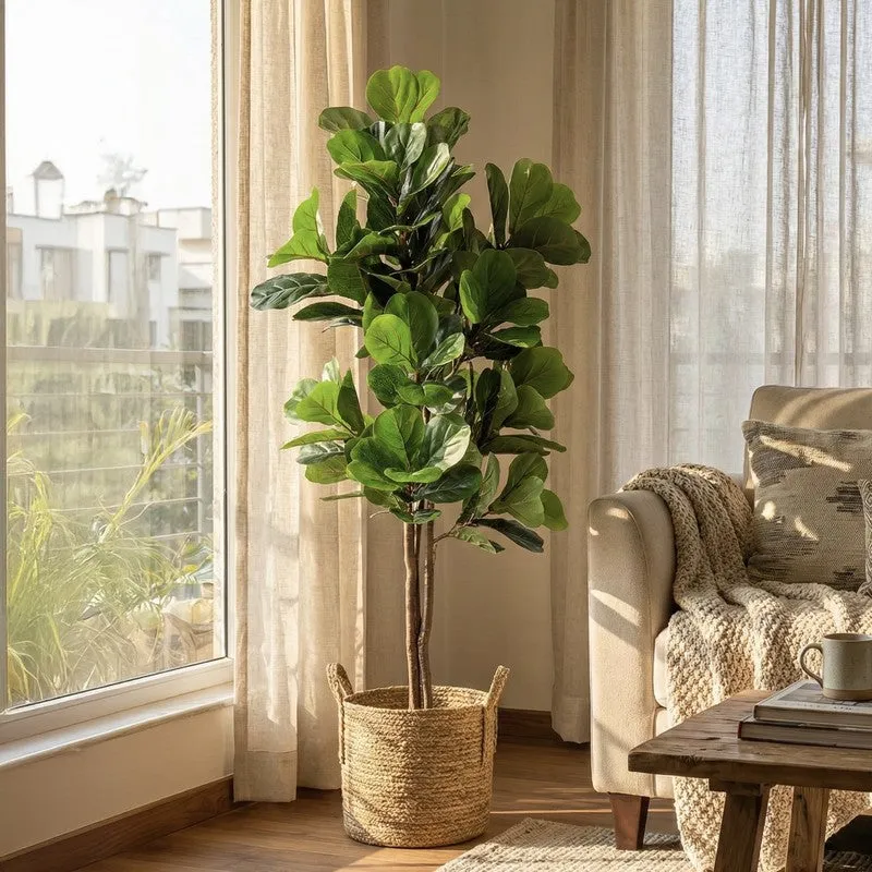 Verdelle Fiddle Fig Plant With Black Plastic Pot - 4.9 ft media 4