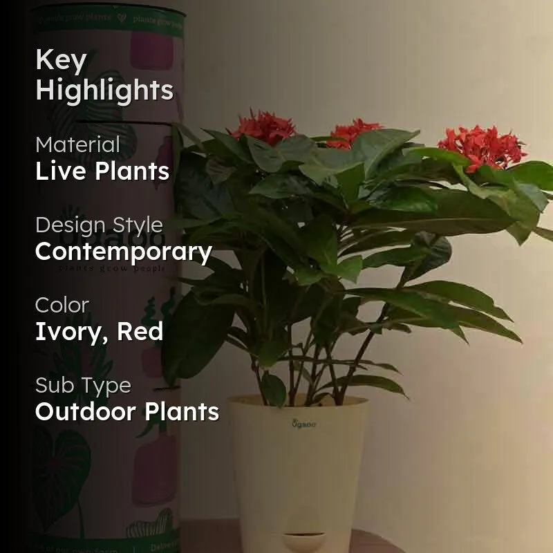 Ugaoo Ixora (Rugmini) Plant - Red media 2