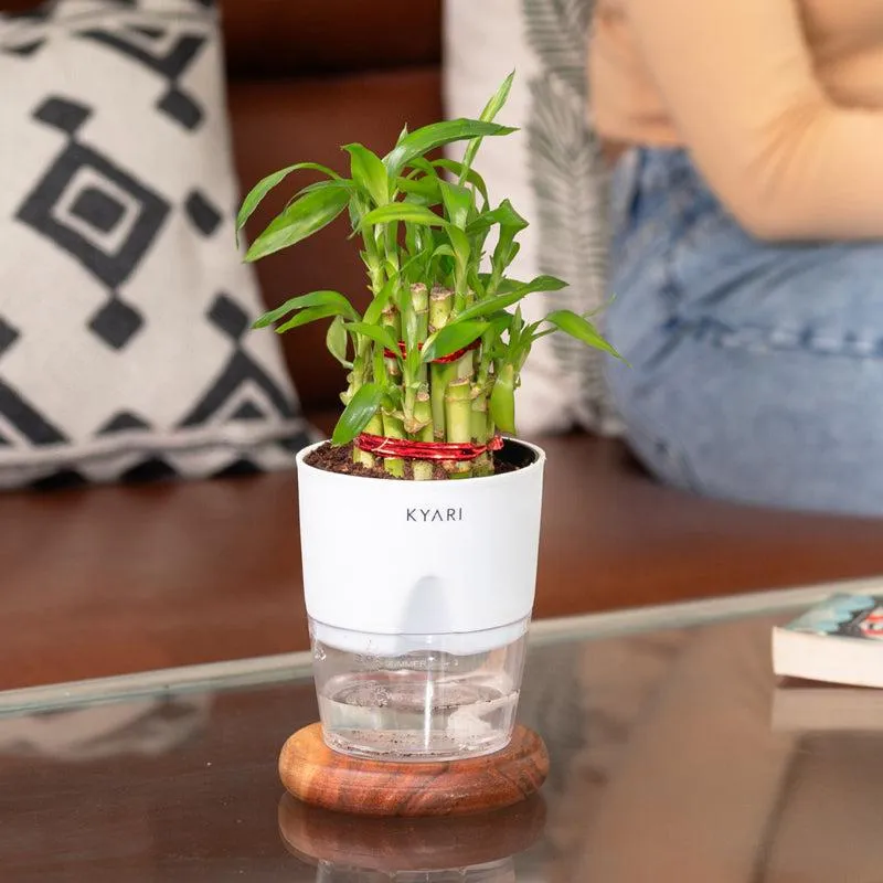 Kyari Lucky Bamboo With Self Watering Pot - White media 5