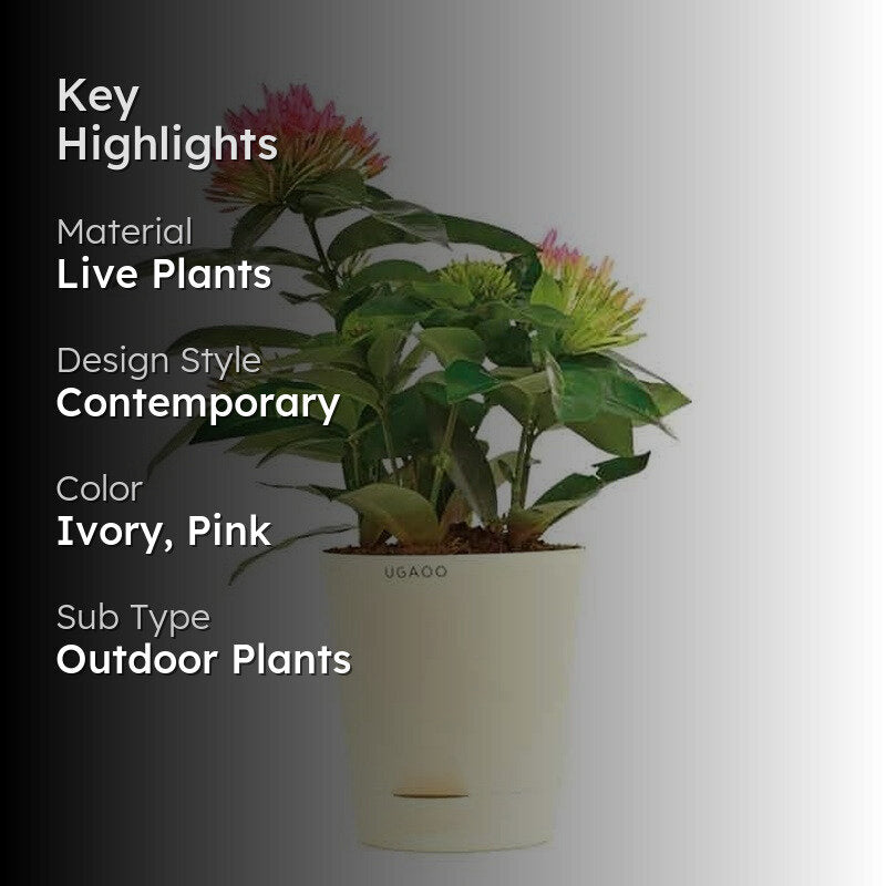 Ugaoo Ixora Rugmini Plant - Pink media 2