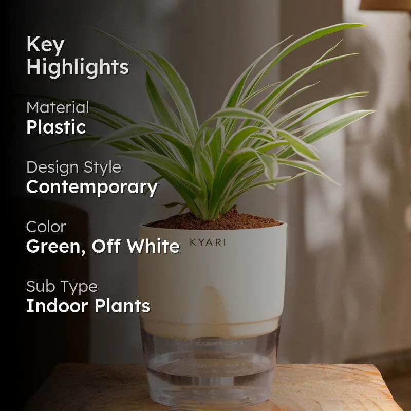 Kyari Spider Plant With Self Watering Pot (Cream) - 18 cm media 2