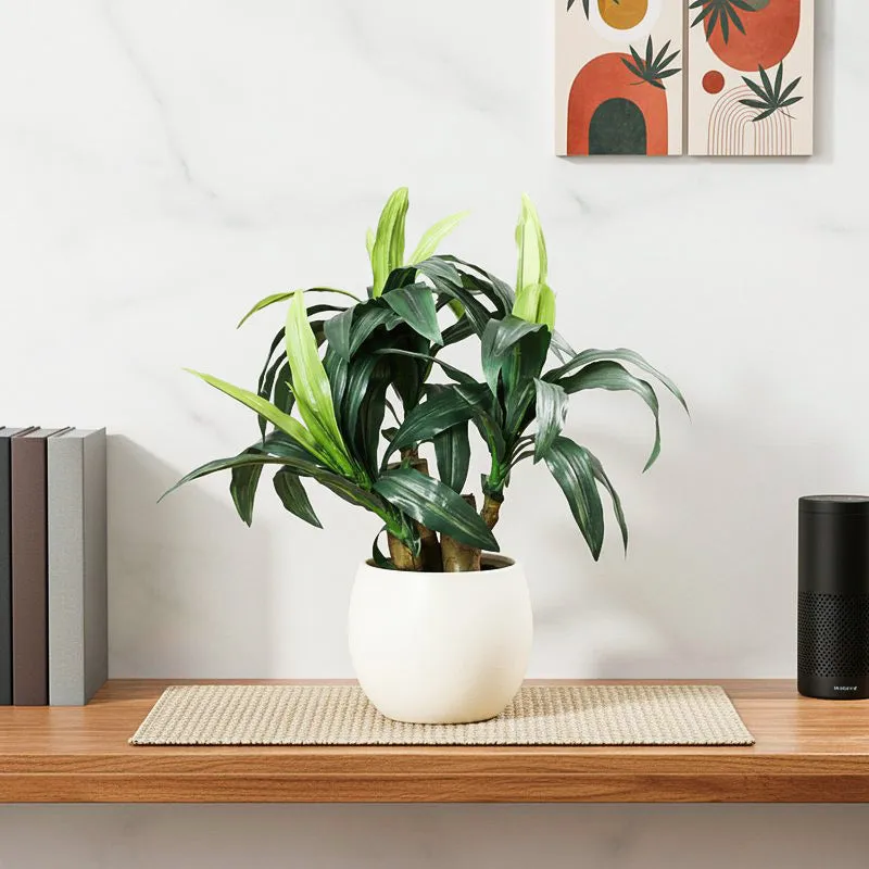 Faux Short Dracaena Bonsai - 35 cms media 1