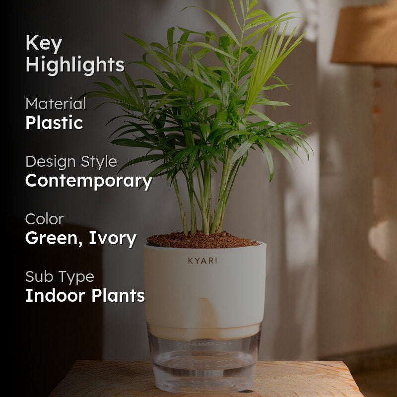 Kyari Chamaedorea Palm With Self Watering Pot (Ivory) - 18 cm media 2