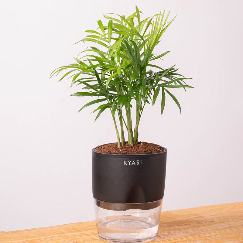 Kyari Chamaedorea elegans With Self Watering Pot - Black media 6