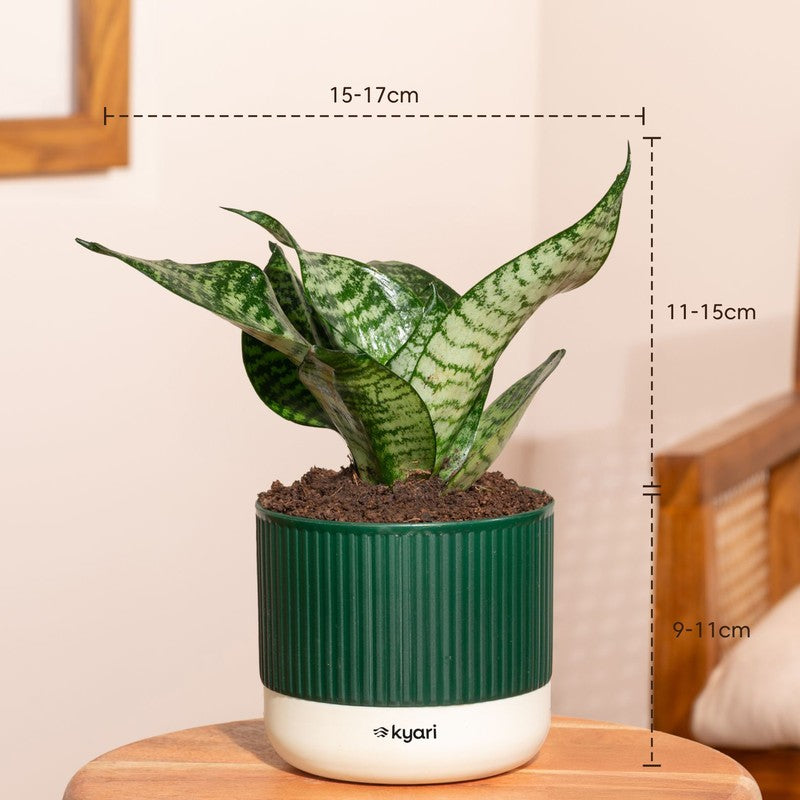 Kyari Snake Plant with Self Watering Pot - Green media 7