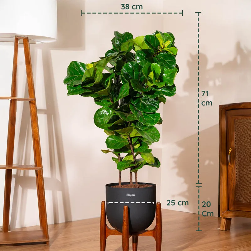 Kyari Bambino Plant With Metal Self Watering Pot (Black) - 2.4 Feet media 5