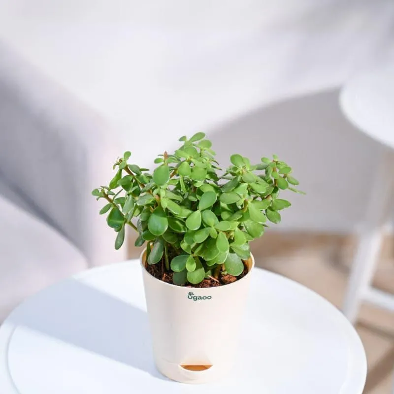 Ugaoo Jade, Spider, Crassula Ovata Indoor Plants With Pot - Set Of Three media 5