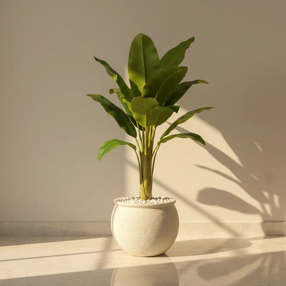 FreshForm Banana Plant With Black Fiber Pot - 4.3 Feet media 1