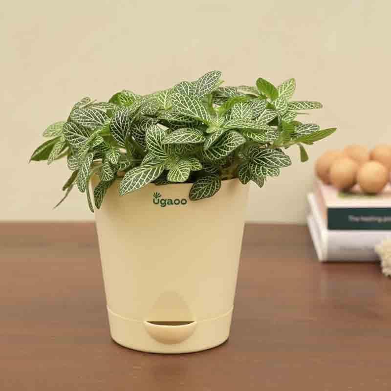 Ugaoo Fittonia Green Plant (Nerve Plant) media 5