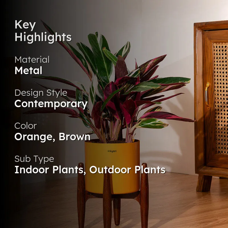 Kyari Calathea Plant With Metal Self Watering Pot (Orange) - 2 Feet media 2