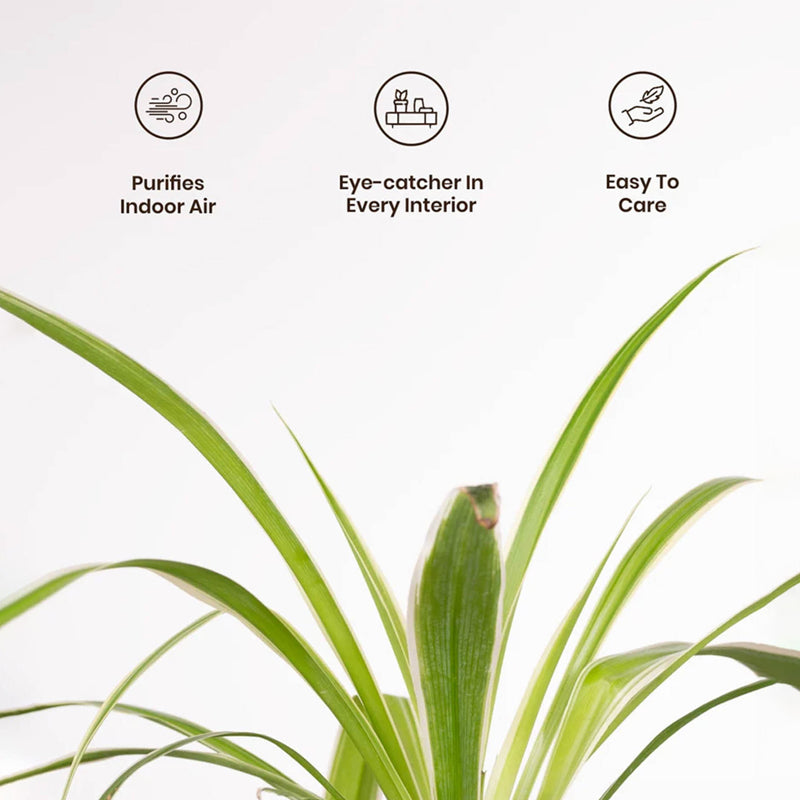 Kyari Spider Plant With Self Watering Pot - Grey media 4