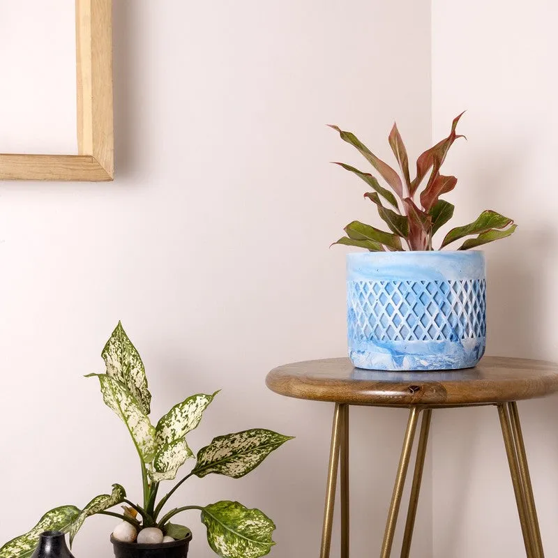 Diemona Planter - Blue media 2
