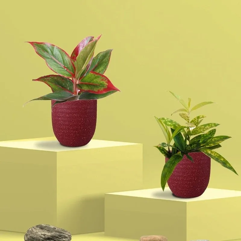 Greenkin Aglaonema Lipstick & Bamboo Live Plants (Red) - Set Of Two media 3