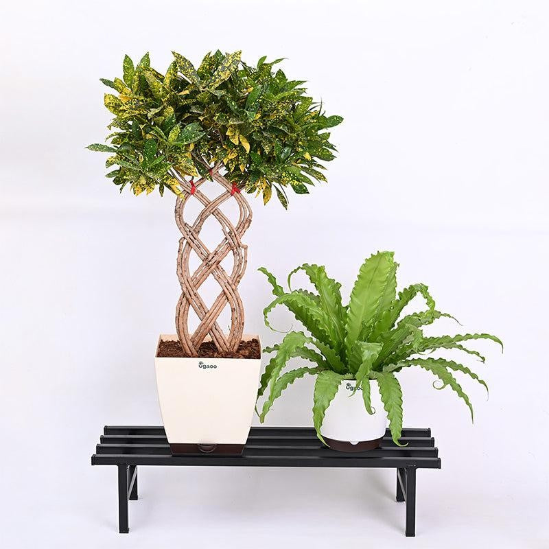 Botanika Elevate Metal Planter Stand (Black)  - Set Of Two media 6