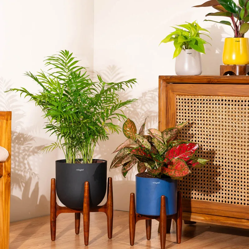 Kyari Areca Palm With Metal Self Watering Pot (Grey) - 3 Feet media 4