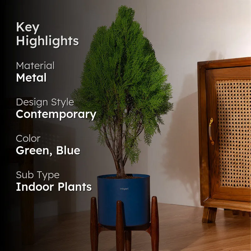 Kyari Thuja Plant With Metal Self Watering Pot (Blue) - 2.5 Feet media 2