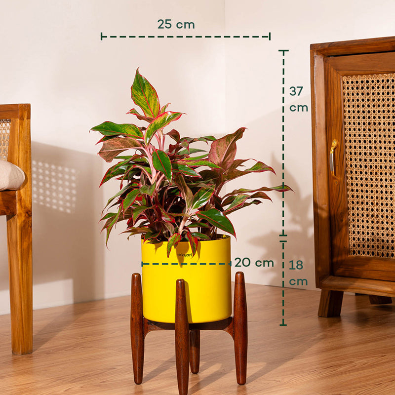 Kyari Aglonema Lipstick Plant With Metal Self Watering Pot (Yellow) media 5