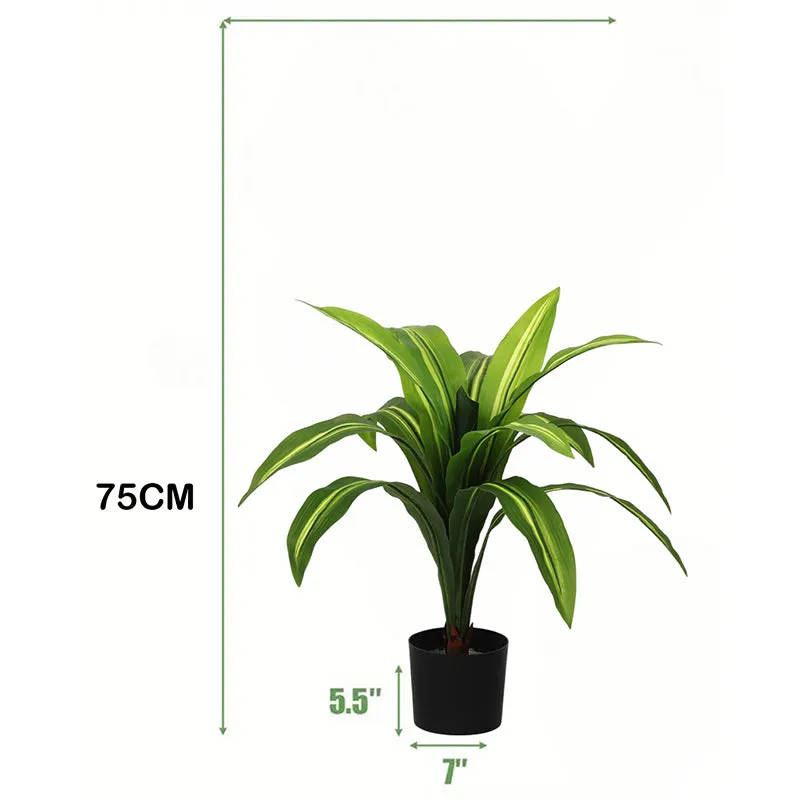 Edoras Artificial Dracaena Plant With Black Plastic Pot - 2.5 Feet media 6