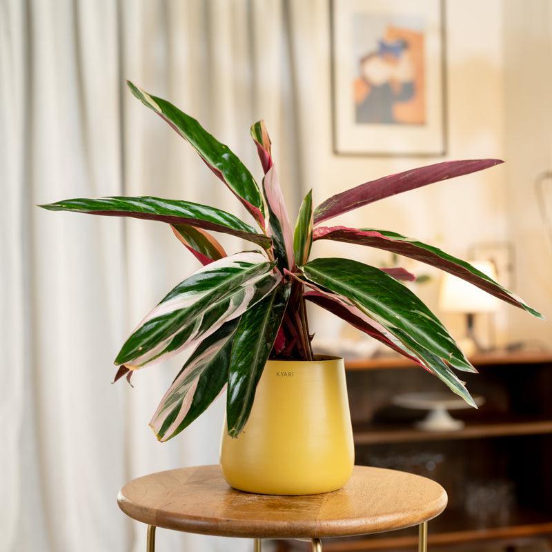Kyari Calathea Triostar With Metal Self Watering Pot - Yellow