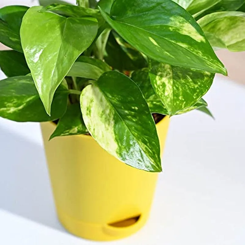 Ugaoo Money Plant Variegated media 4