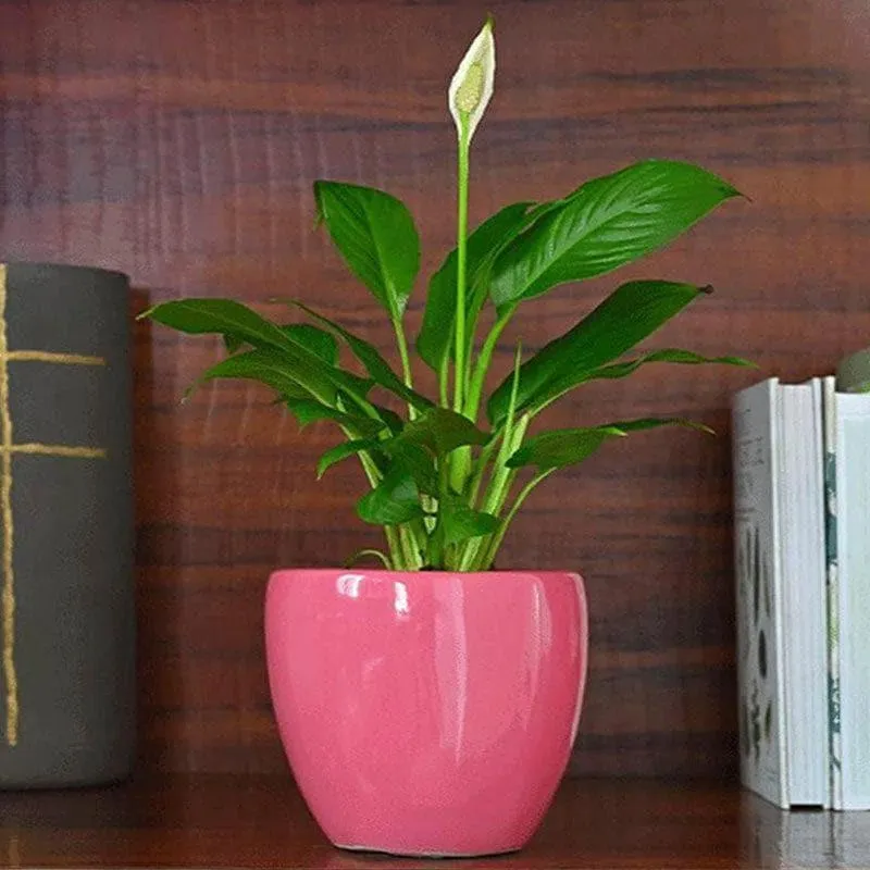 Ugaoo Natures Hum Ceramic Pot - Magenta media 3