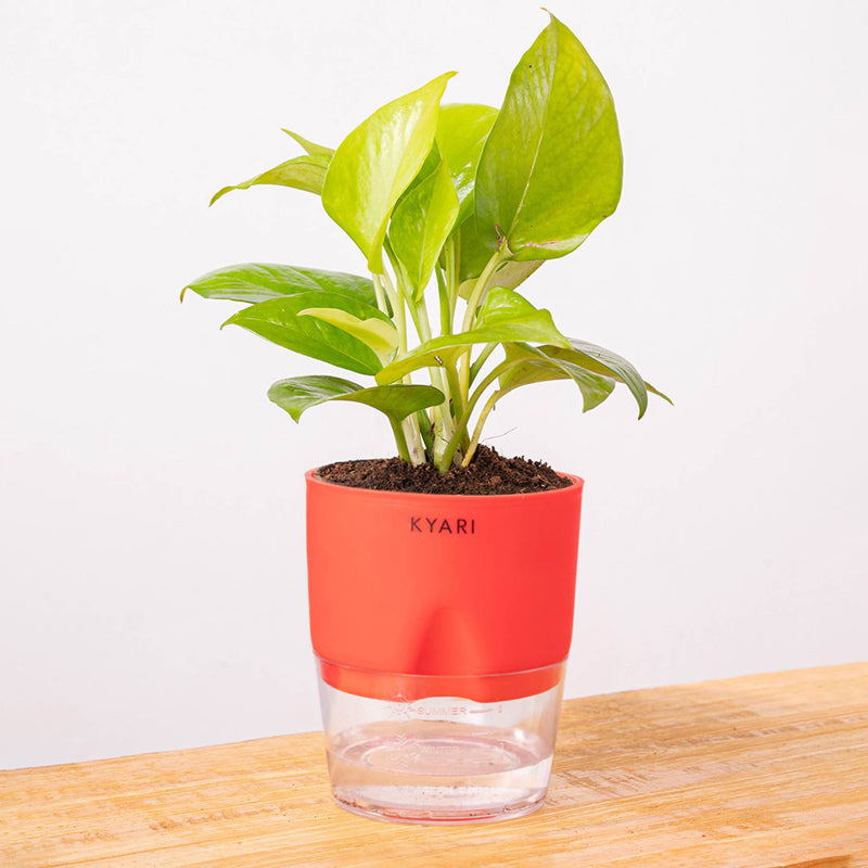 Kyari Golden Money Plant With Self Watering Pot - Red media 6
