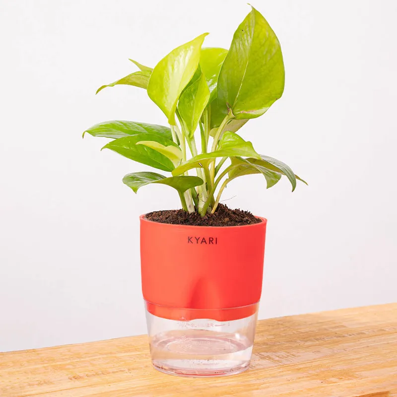 Kyari Golden Money Plant With Self Watering Pot - Red media 6
