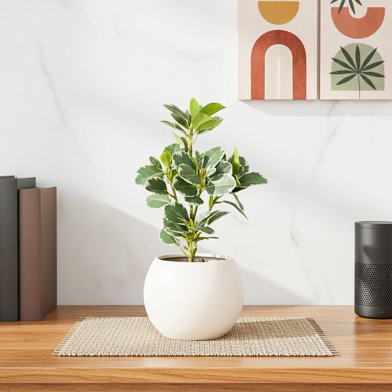 Artificial White Quercus Leaf Big Plant With Black Fiber Pot - 1.3 Feet