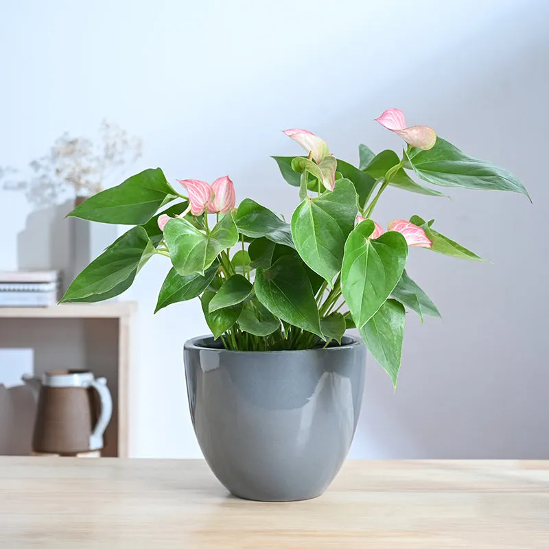 Ugaoo Cantata Ceramic Planter - Grey media 2
