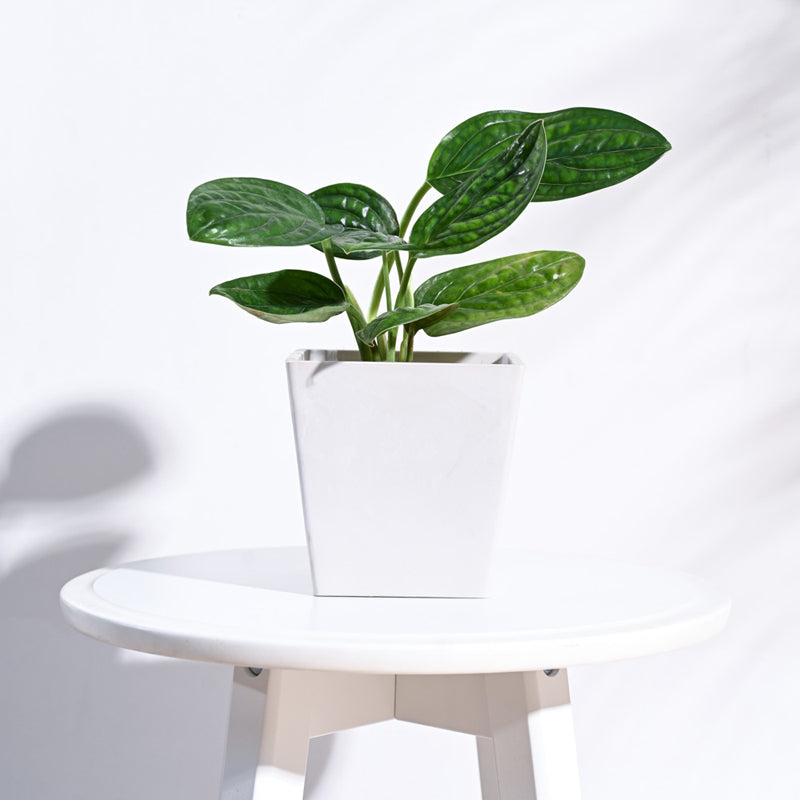 UGAOO Hague Planter for Home & Balcony Garden- White media 3