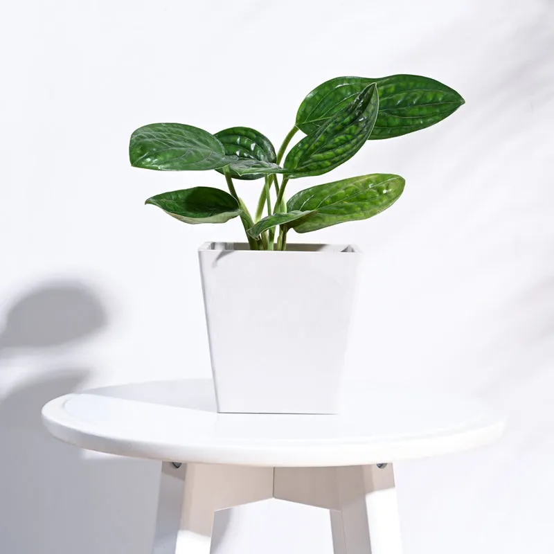 UGAOO Hague Planter for Home & Balcony Garden- White media 3
