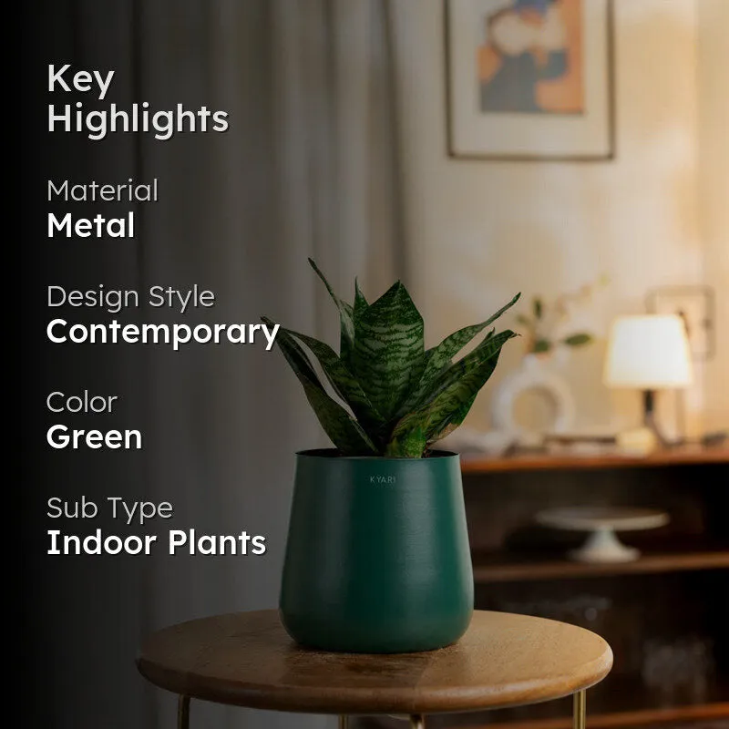 Kyari Snake Plant With Metal Self Watering Pot - Green media 2