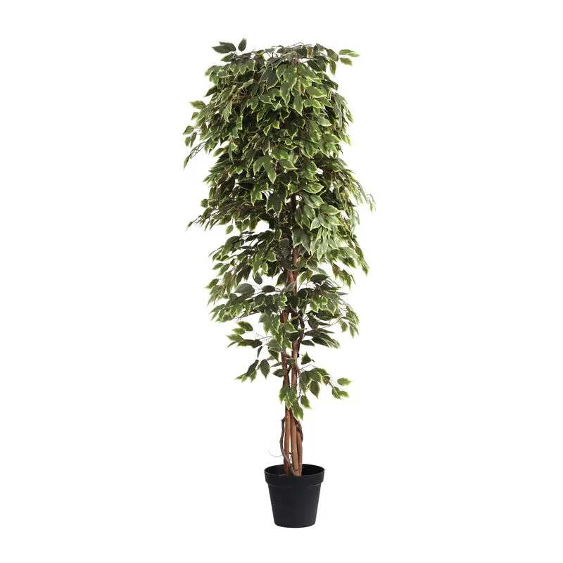 Artificial Variegated Ficus Plant With Black Plastic Pot - 7 ft media 3