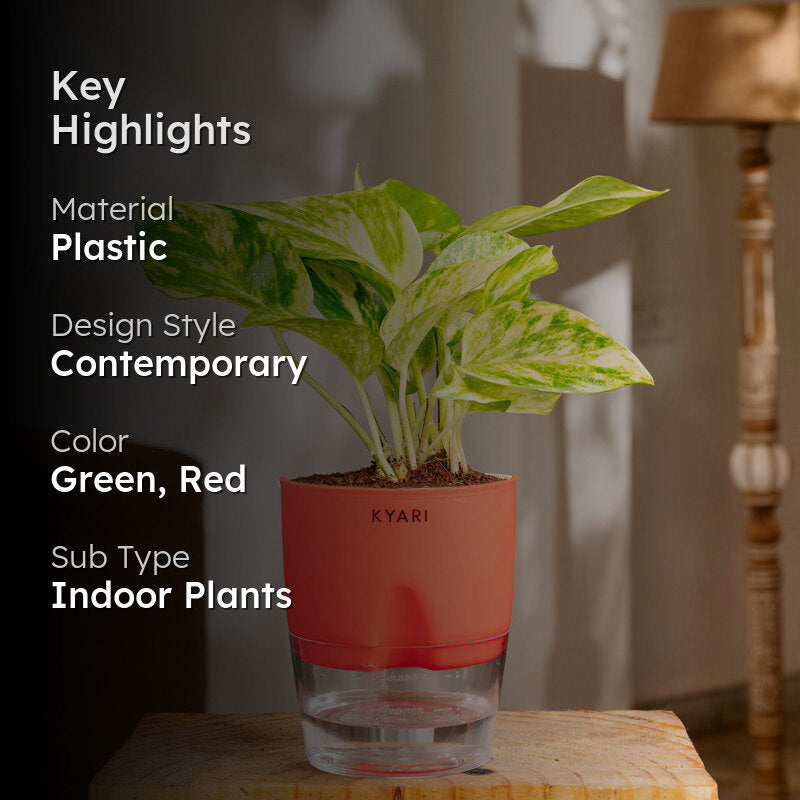Kyari Money Variegated Plant With Self Watering Pot (Red) - 18 cm media 2