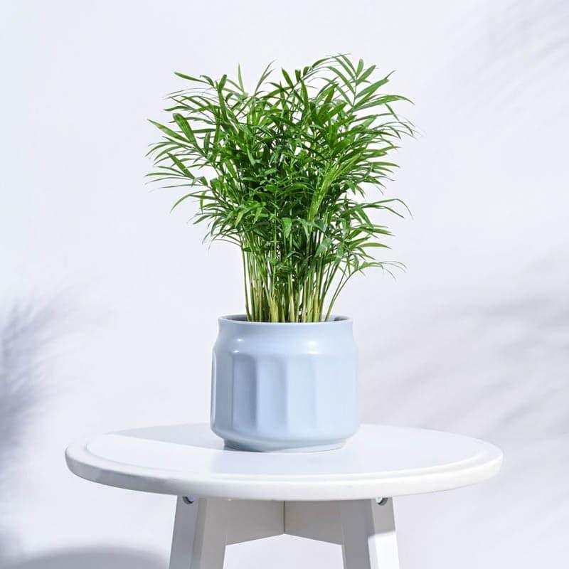 Twila Ceramic Planter - Blue media 3