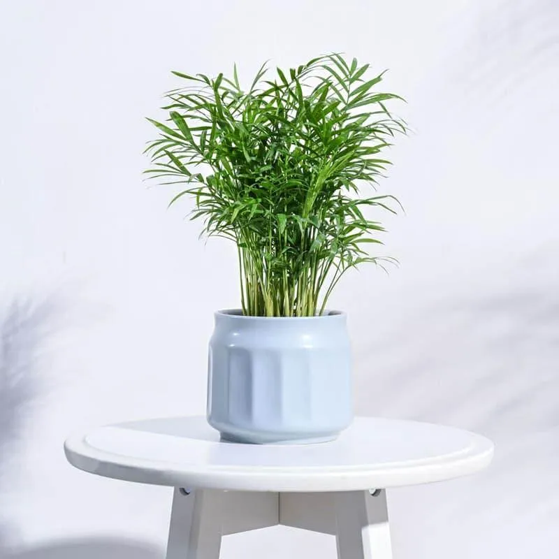 Twila Ceramic Planter - Blue media 3